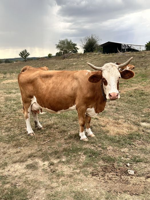 Vând o vacă bălțată și doi viței