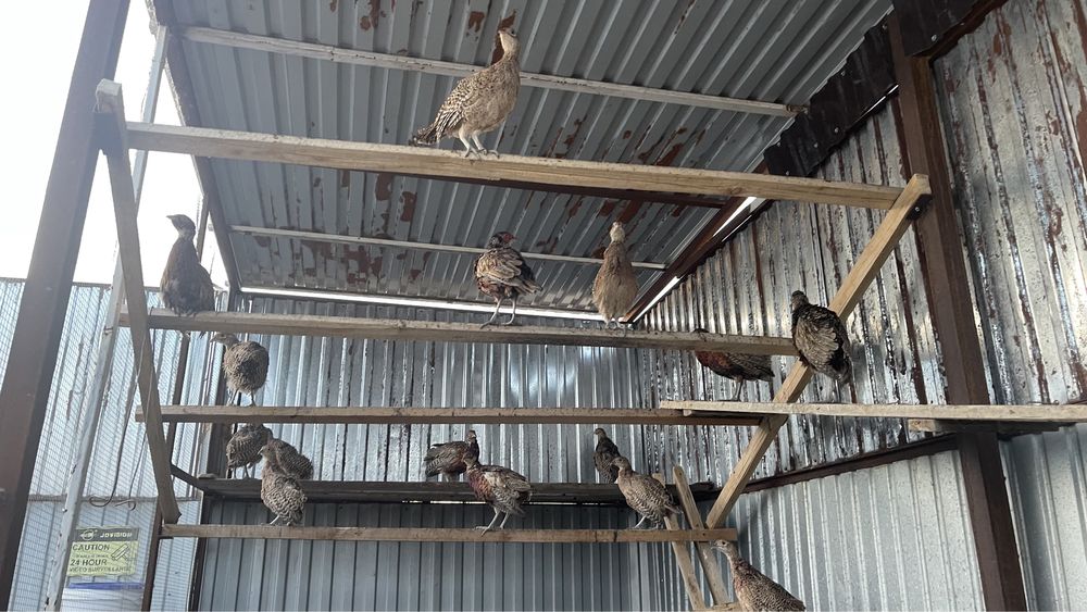 Кыргауыл сатылады