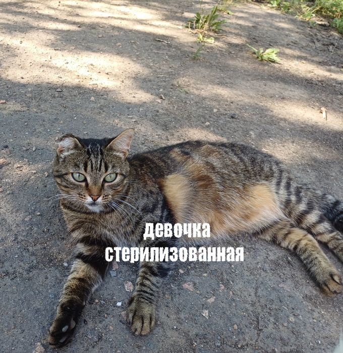 Отдам кошек в добрые руки