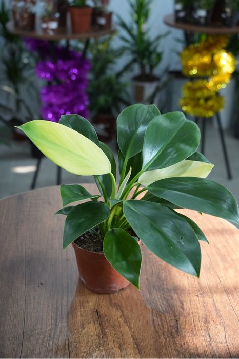 Филодендрон Вайт Конго