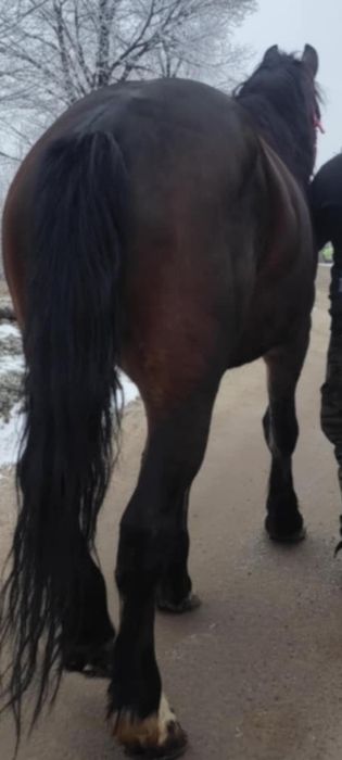 Vând Armăsar talie foarte mare