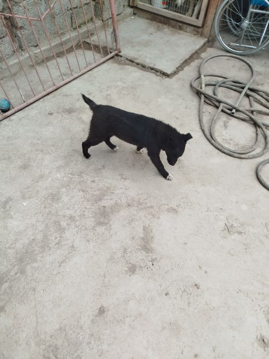 Пристраивается собака,девочка.