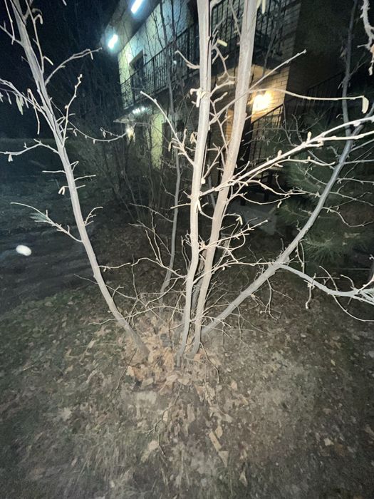 фундук саженец.