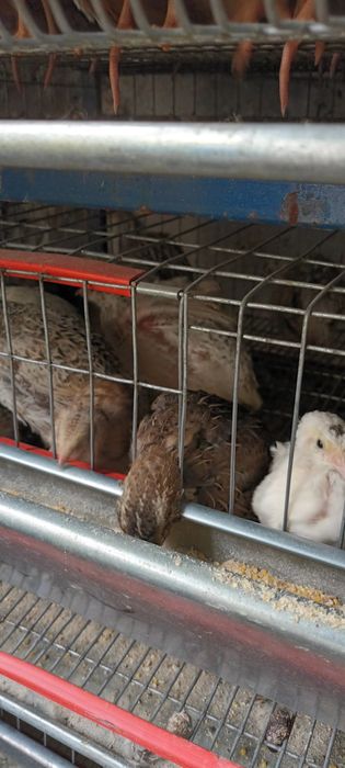 Cușca pentru prepelite