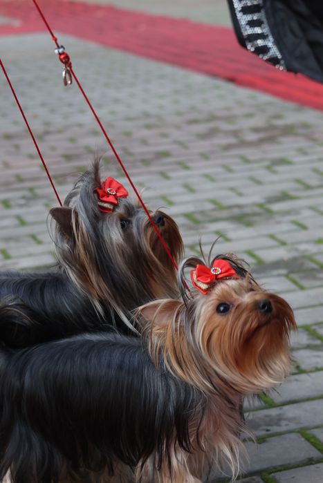 Щенки йоркширский терьер