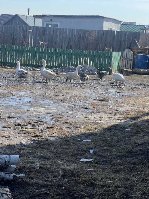 Продам гусака либо обмен на курей