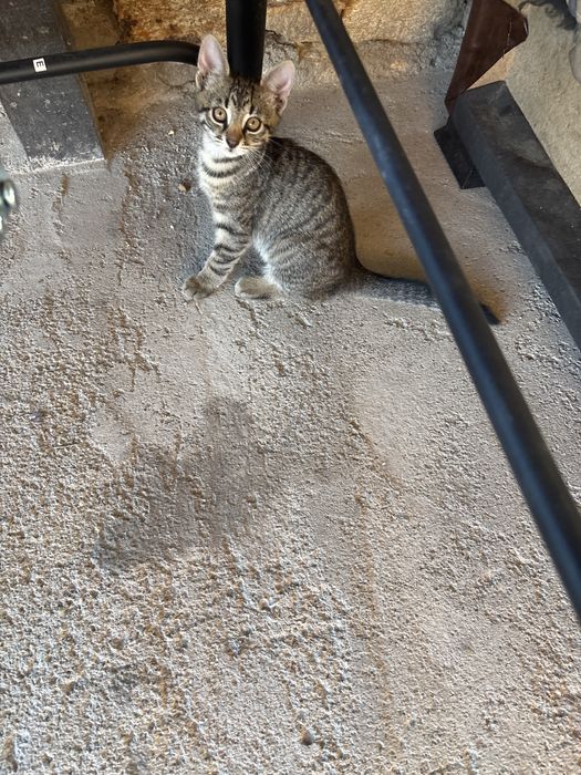 Малки котенца подарък