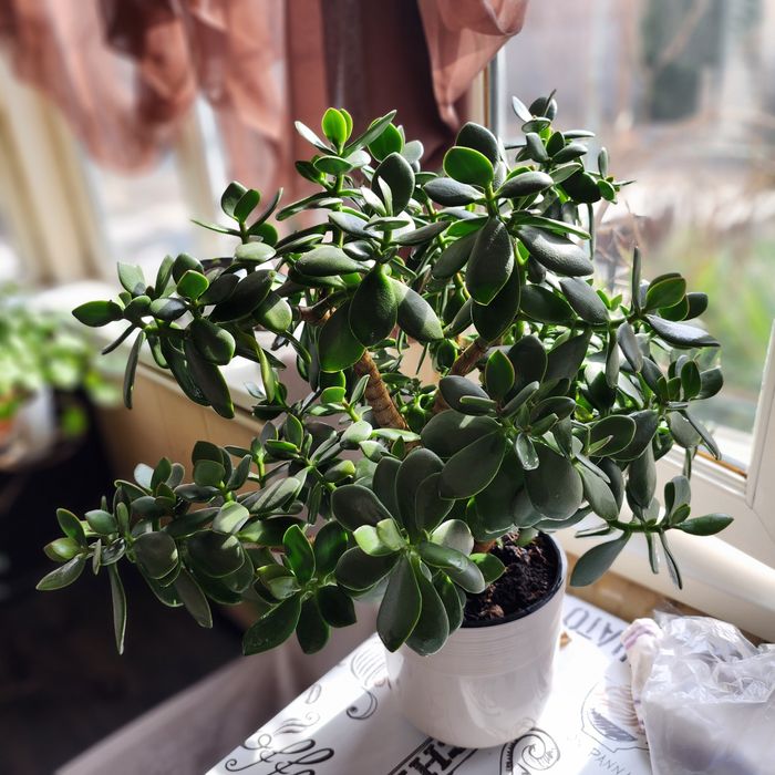 Продаётся комнатное растение