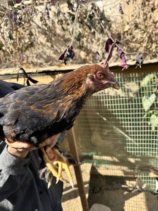 Брама хурозлар - хашаки товуклари сотилади