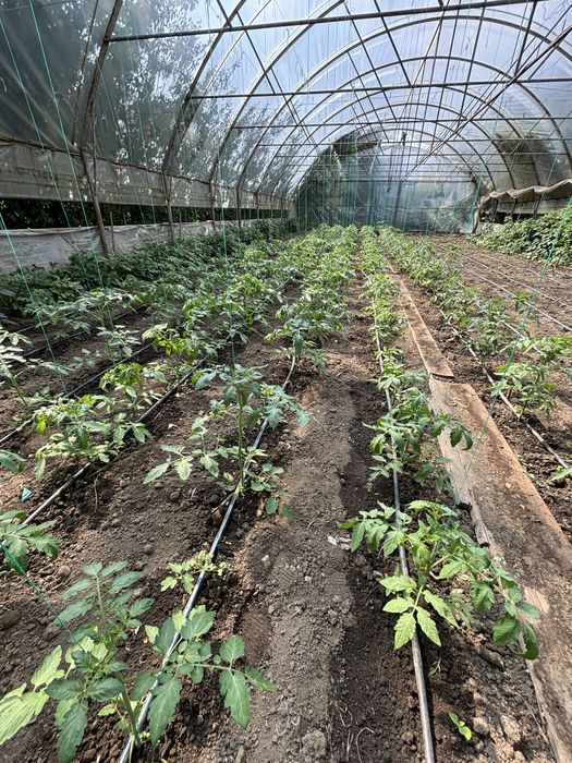 PROMOTIE!! Solar 300m - arcade solar 10x30m