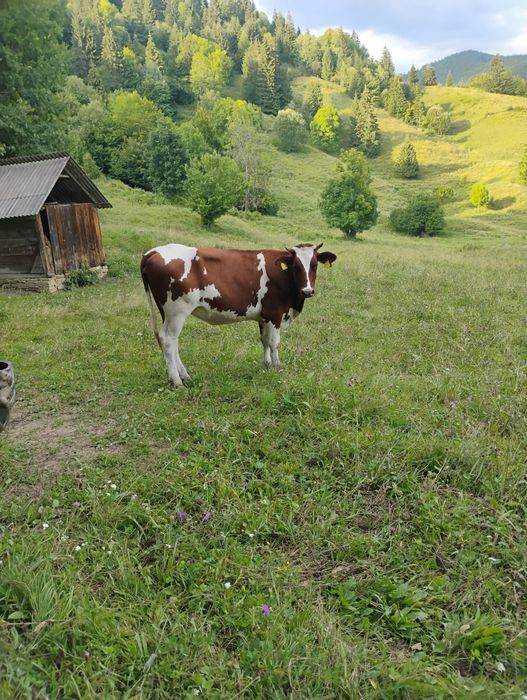 Vand juninca de rasa