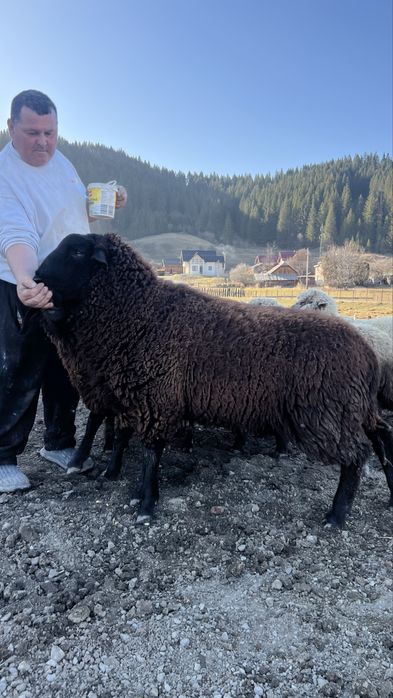 Berbeci de rasa metis intre