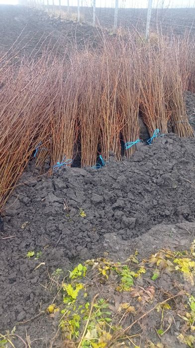 puieți salcâm la preț bun