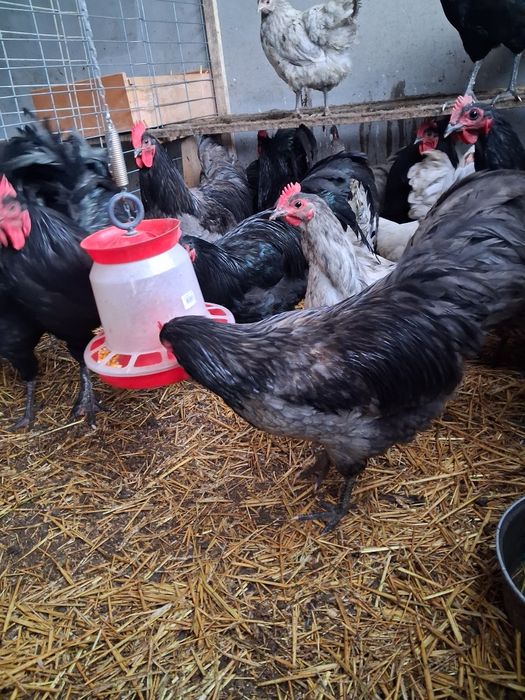 Vând Cocoși și Gaini Australorp