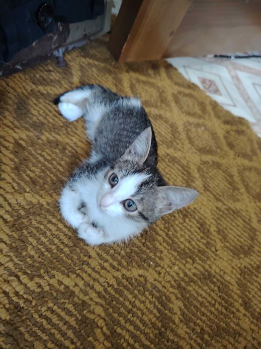 Отдам котёнка в хорошие руки