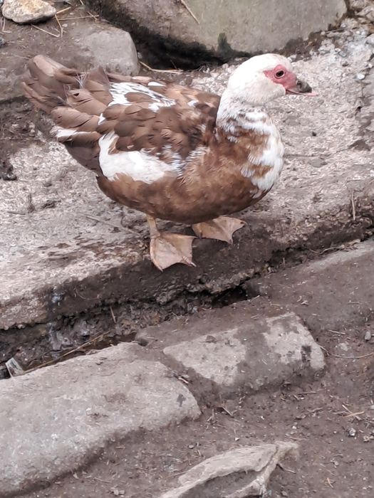 Vand ouă de rate mute