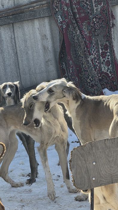 Тазы сатылады/продам тазы