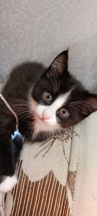 Котенок кот кошка