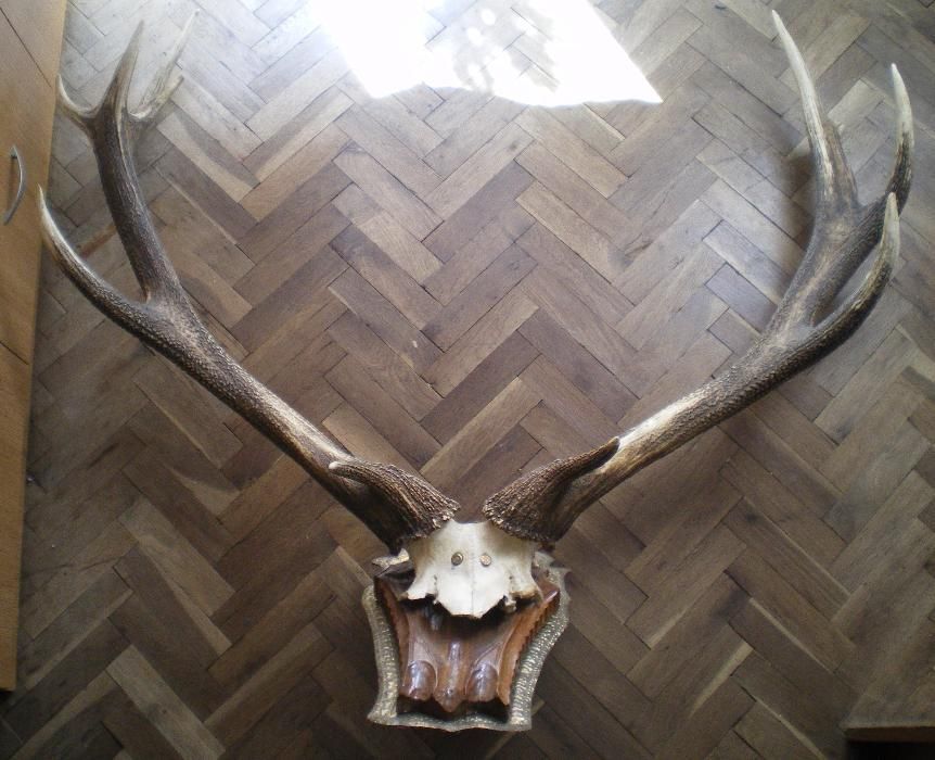Рога от елен