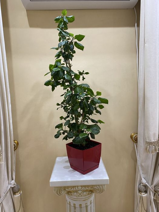 Продам комнатный Гибискус . Цена 110 000 т