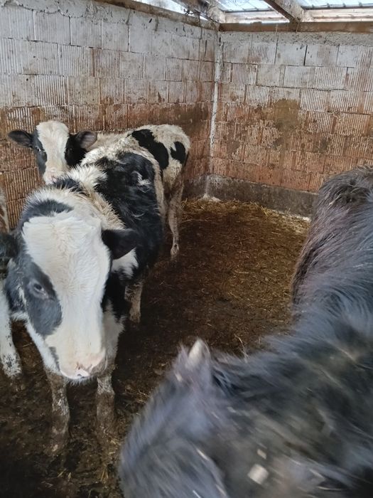 De vanzare 5 bucăți