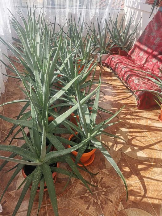 Алое Вера лечебно