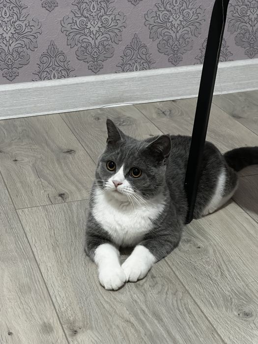 Срочно ищет дом ласковый котик