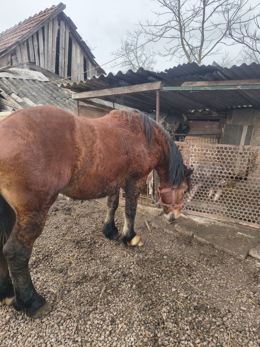 Vând mânz de un an jumate preț 2000euro