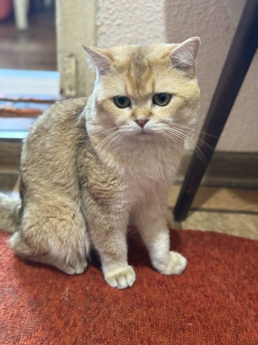 Вязка чистокровный британец Шиншилла