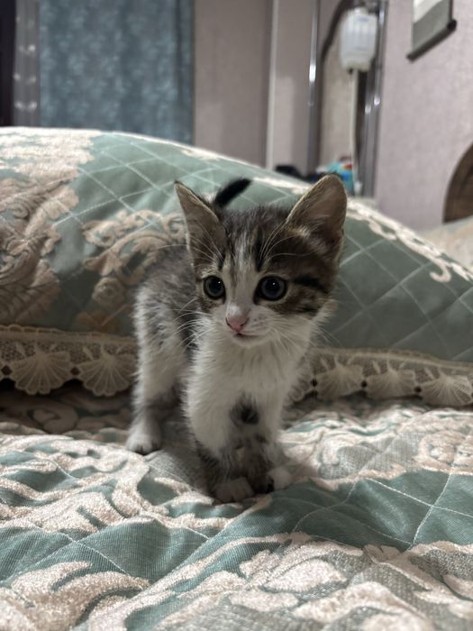 Трехцветная кошечка на радость