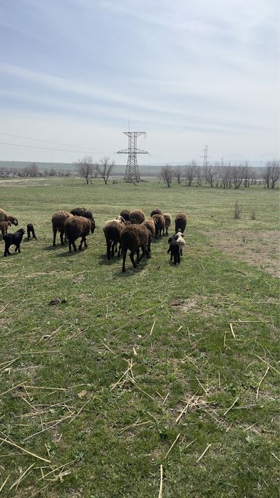 Қойлар  қозылармен