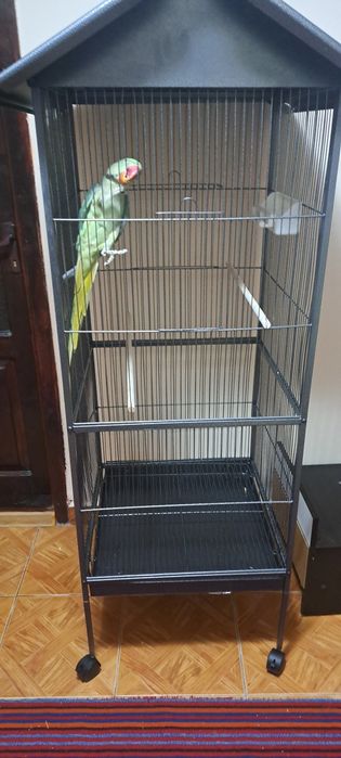 Papagal marele alexandru (accept și schimburi cu papagali blanzi!)