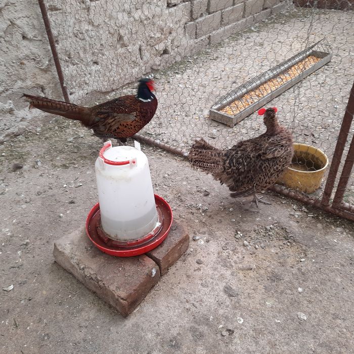 Fazani comuni pereche .