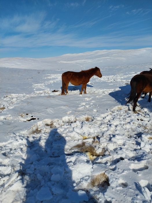 Шамші Қалдаяқов.