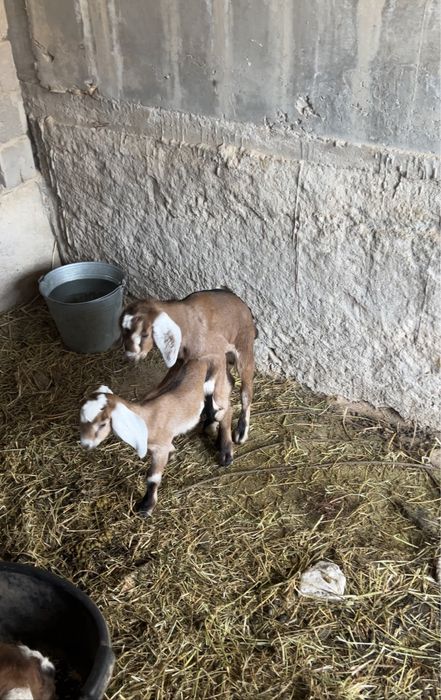 Англонуб ешки сатылады