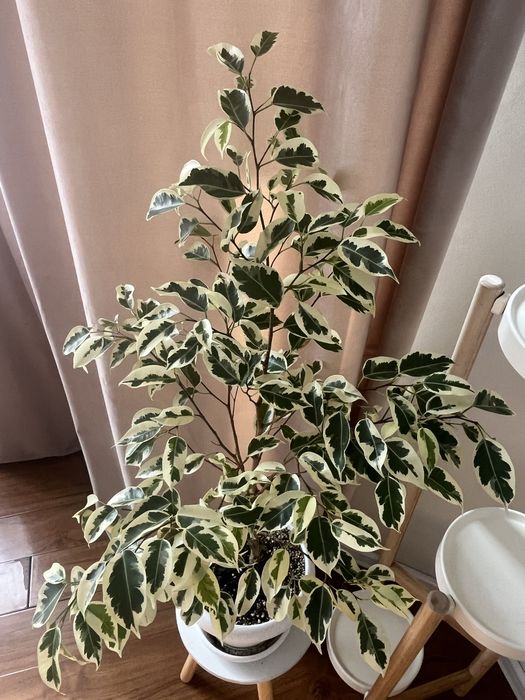 Фикус де гантель