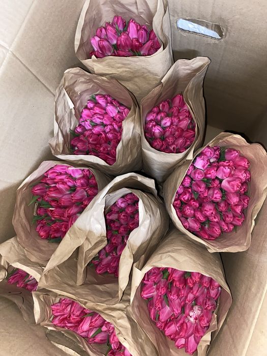 Тюльпаны 1шт 145тг