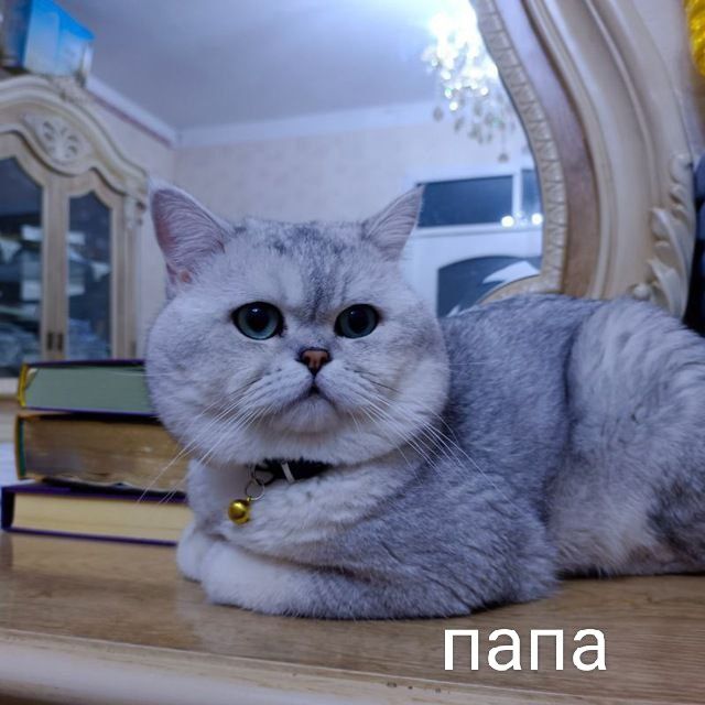 Шатлански шиншила британски қулоқ,сотилади, 100$ уғил бола