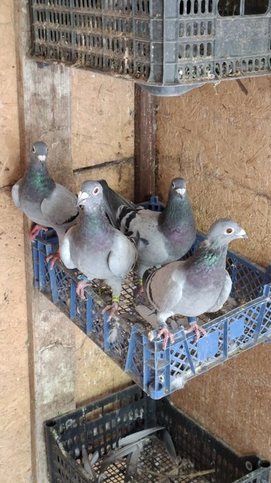 Почтовые голуби чехи