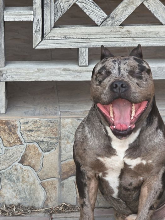 Кобель булли на вязку