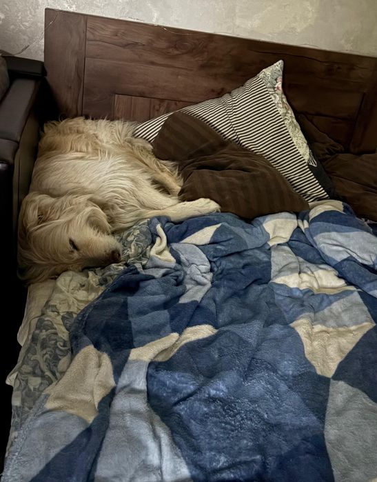 Красивый, добрый пёс ищет дом