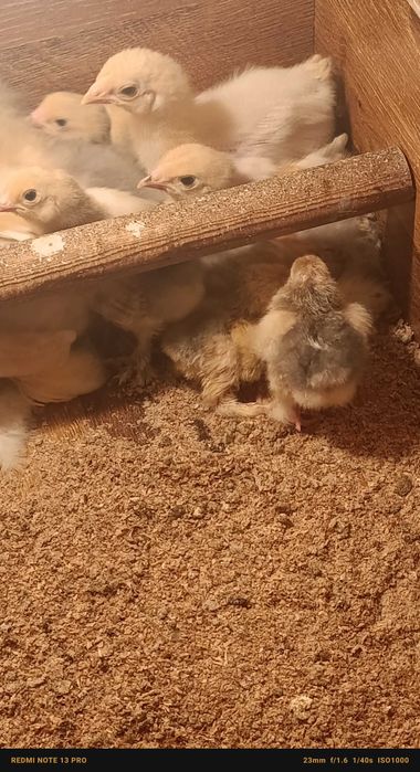 Цыплята брама разные