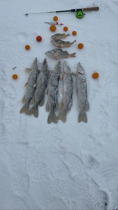 Продам щуку 1000 тенге кг