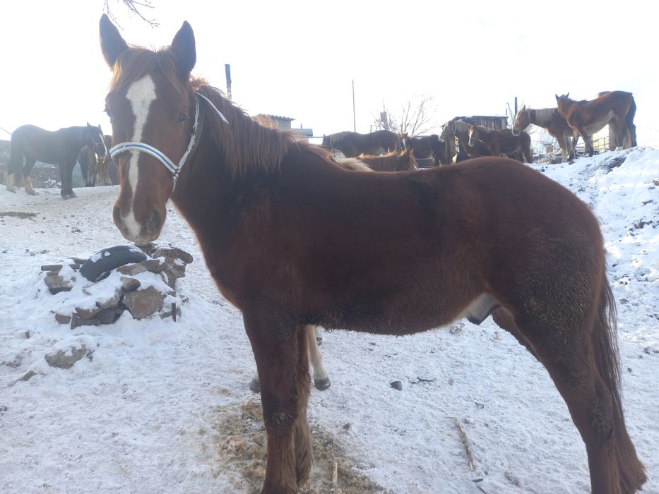 Продам жеребчика