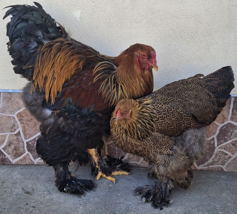 Vând pereche brahma potărnichiu pe negru 2025