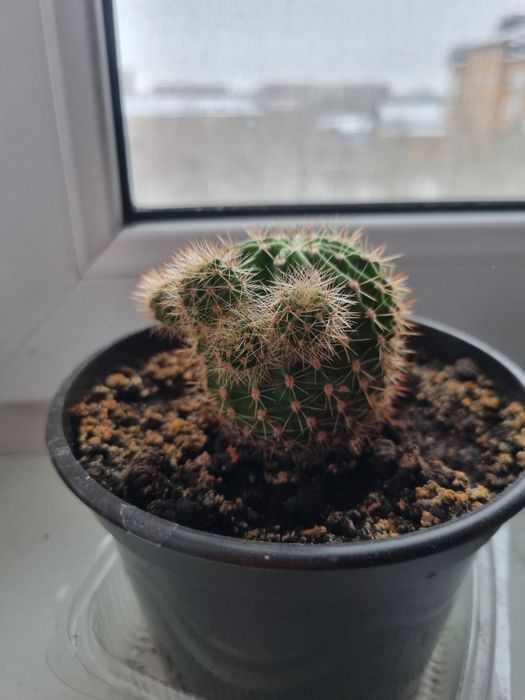 Кактусы в горшочках