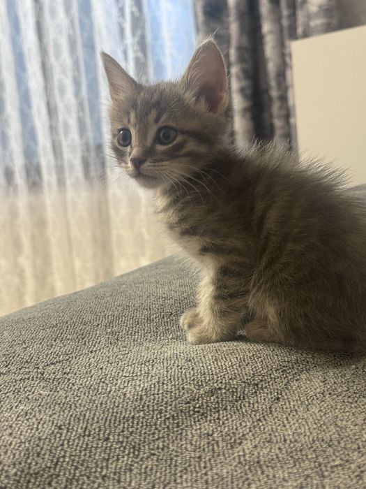 Срочно продаются котята