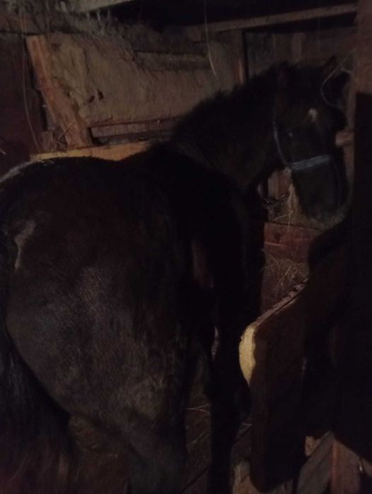 Продам жеребца 1 год и 9 месяцев. 5 месяцев на откорме