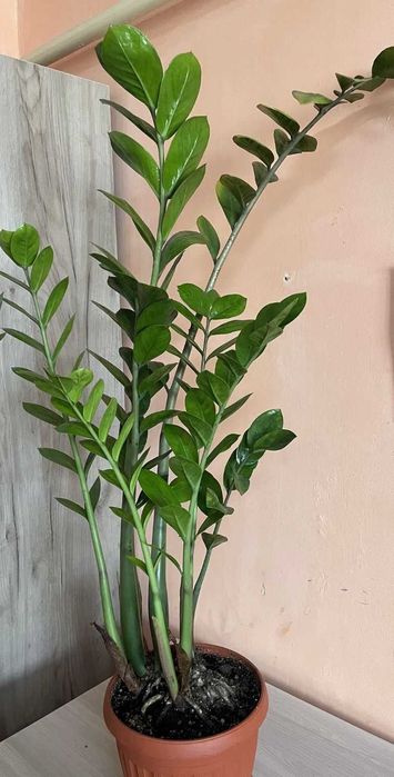 Үйге,салон,офистерге үлкен,әдемі гулдер сатылады