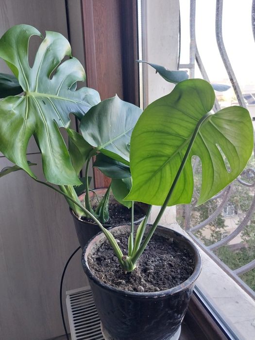 Монстера сотилади